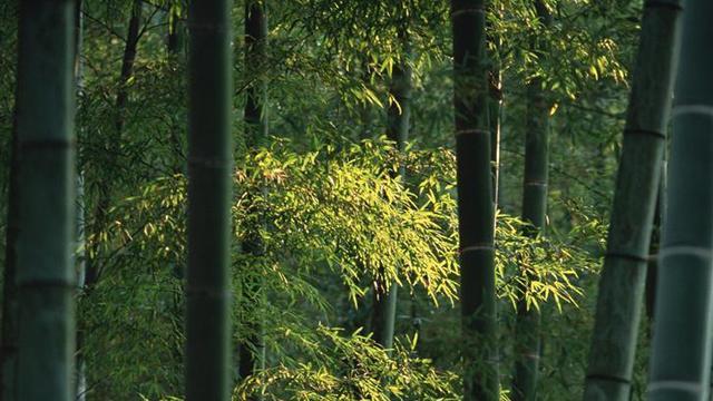 所言甚是是什么意思？:所言极是是什么意思 第3张