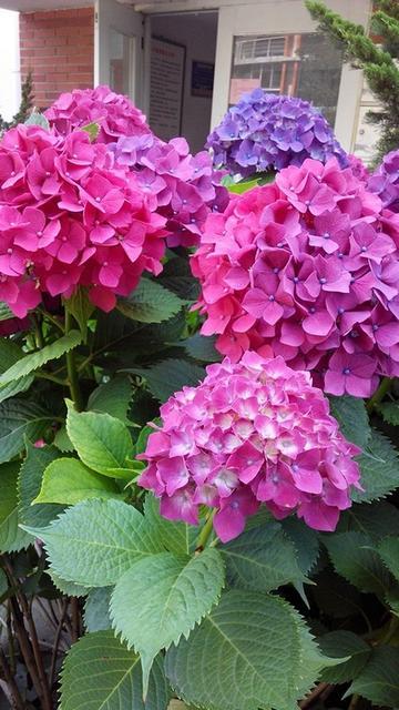 八仙花图片:银边八仙花图片 绣球到了花期还不开花该怎么做？
