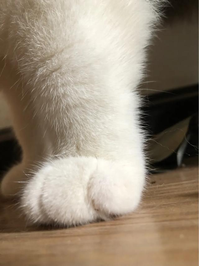 萌猫咪图片:我想大量云吸猫！请有猫咪的友友们发些你家猫咪的萌照给我看看？ 猫图片大全可爱