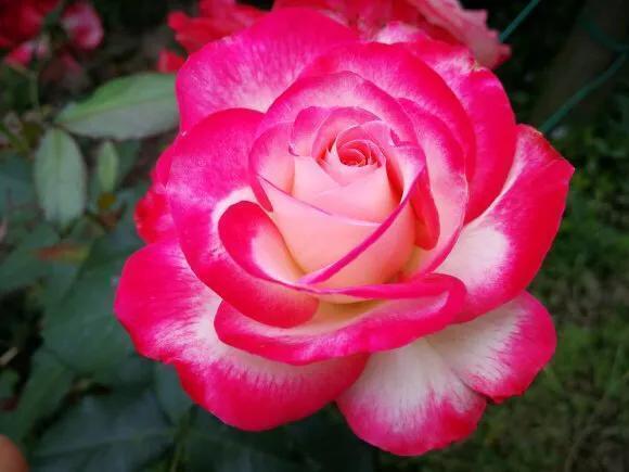 最香的几款月季品种是什么？插图141