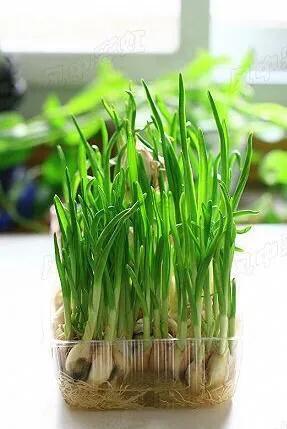 家里种植蒜苗用什么土？应注意什么？