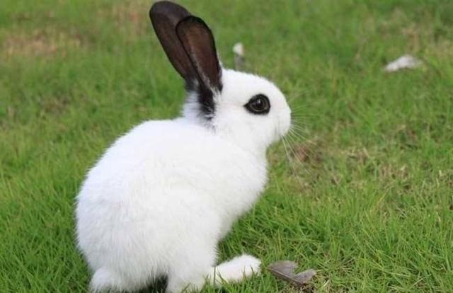 头条问答 - 种公兔饲养管理要注意什么?(12个回答)