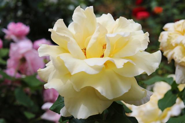 月季花品种介绍:月季花的品种都有哪些 盆栽月季花用什么品种好？