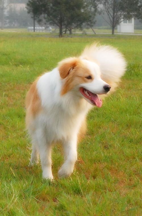 短毛边界牧羊犬图片:边境牧羊犬有哪些我们不知道的优点？