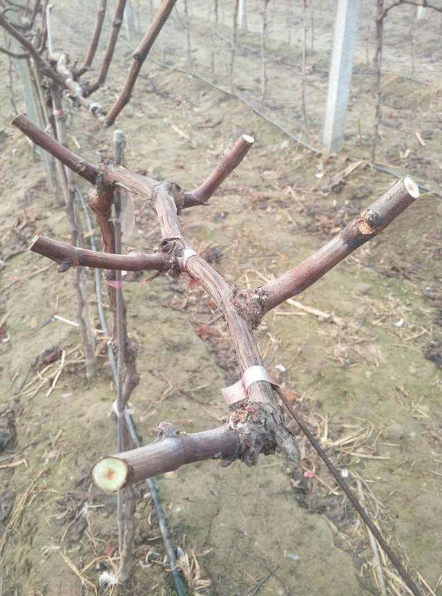 头条问答 葡萄花芽分化用什么肥好 17个回答