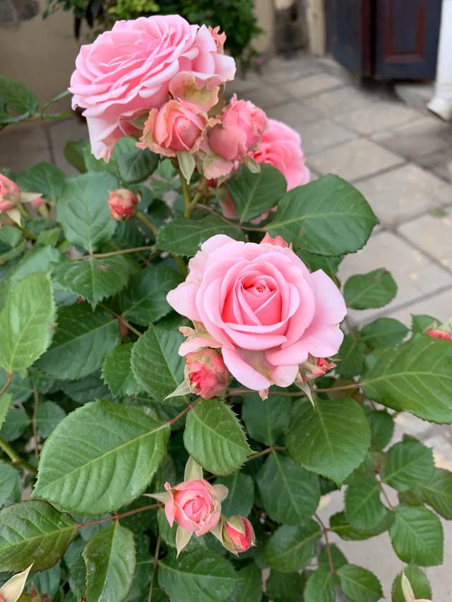 luise月季花品种介绍及图片:能不能推荐一些花期长且能开大花的灌木月季花？