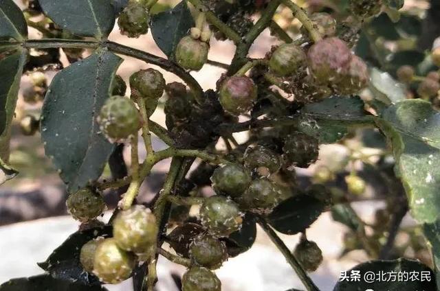 树锦鸡儿植株变黑:花椒树和花椒都发黑是什么原因？