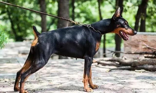 伯恩山犬和边牧:为什么德牧能当军警犬，而边牧不行？