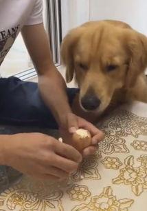 小金毛:一岁的金毛除了吃狗粮还需要吃什么？