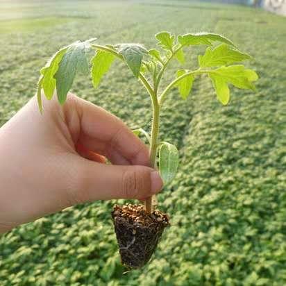 鸟眼辣椒盆景:辣椒观赏辣椒的盆景 复合肥怎么盆栽辣椒茄子施肥？