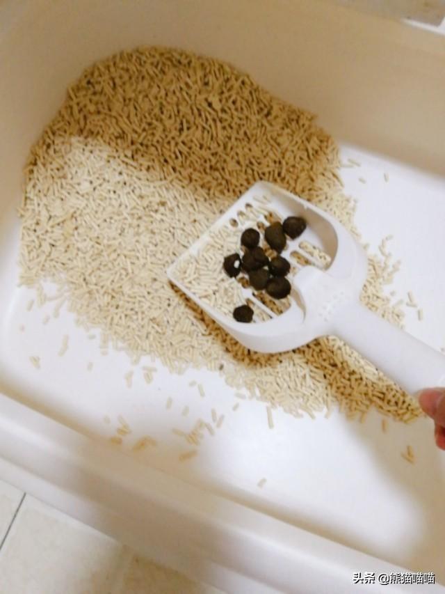 猫沙:猫砂多久换一次比较好？或者猫砂怎么维护，才能人猫都舒服？