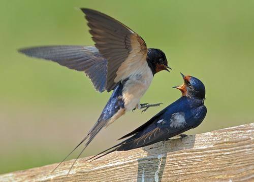 头条问答 - 春天来了,燕儿双飞,请问燕子怎么分雌雄?(4个回答)