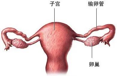 吃南瓜子壮阳，男性备孕补锌的好处是什么对备孕的作用大不大