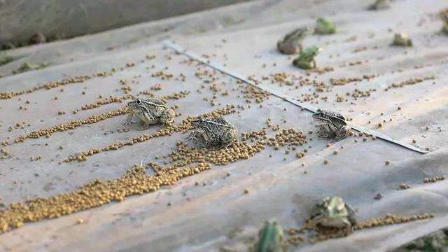 头条问答 - 青蛙大量捕食田间害虫,是农田的功臣,那你能为青蛙做什么