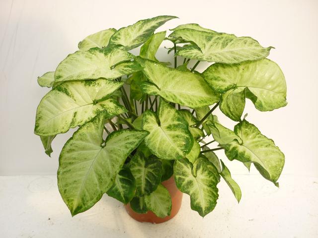 合果芋:合果芋叶片发黄并脱落，是什么原因造成的，有什么好的养护建议？