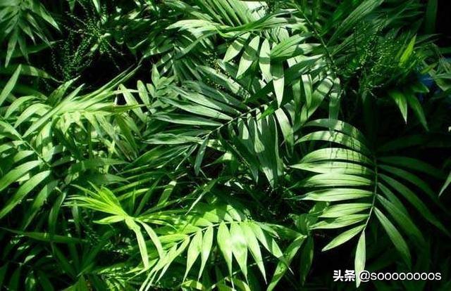 关于袖珍椰子的作文:描写袖珍椰子的作文 袖珍椰子开出一朵黄色的花，太神奇，朋友有知道缘由的吗？求解？