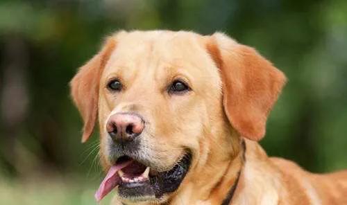 我拉拉布拉多犬和金毛的区别:拉布拉多和金毛犬之间怎么选择？