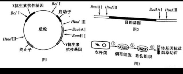 请问为什么有人说人工合成的目的基因没有启动子、终止子是优点？