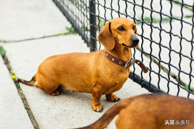 比特犬买卖区，狗的命门在哪里被大型犬追咬时，怎样做才是正确的自救方法