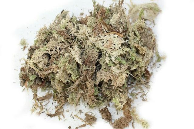 鬃狮蜥蜴蛋孵化用什么样的珍珠岩:水苔能在花盆底做透水层吗？