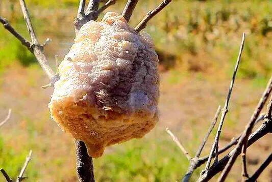 头条问答 桑螵蛸有什么药用价值 阿寻日记的回答 0赞