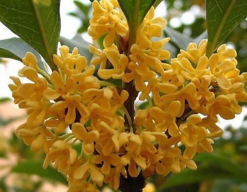 种什么果树最镇宅,植树节前后，农村院子里栽什么树比较好？