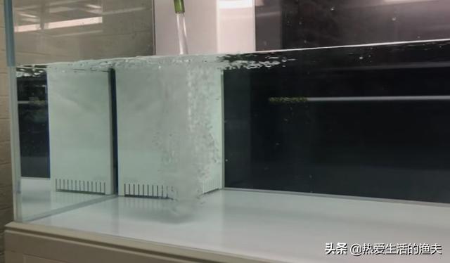 鱼缸水族箱养鱼知识:如何让鱼缸里的鱼不生病，怎么做？