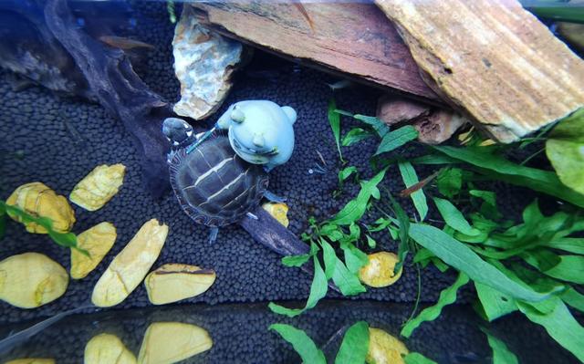 甜甜圈龟能混养吗:谁知道这是什么龟？怎么养？ 甜甜圈龟能和巴西龟混养吗