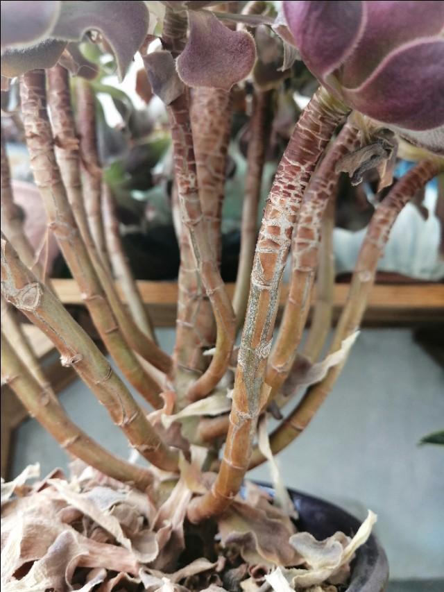 翡翠景天几天浇一次水:多肉植物浇水多久浇一次,每次都需要浇透吗？