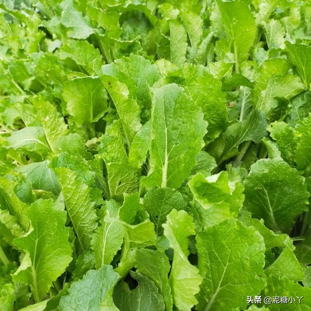 头条问答 - 农村一年四季都能种的蔬菜有哪些?(14个回答)