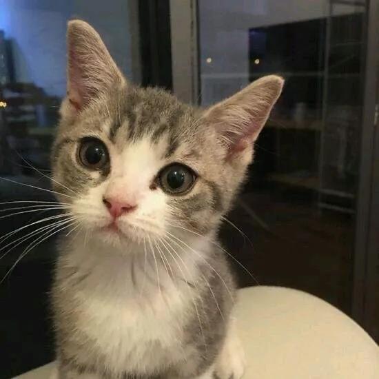 土猫:养一只灰色土猫（不是狸花猫）是一种什么样的体验？ 土猫图片