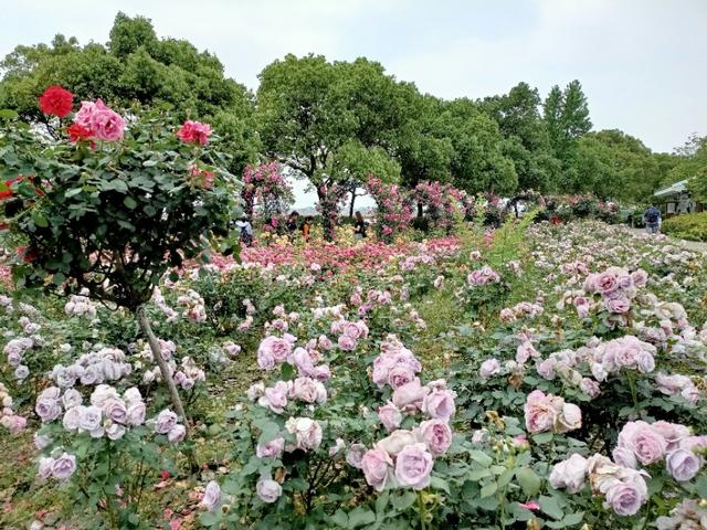 莫高窟可以拍照吗:5a级旅游景区是否让照像，烧香？