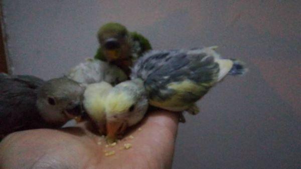 怎样养虎皮鹦鹉比较干净:虎皮鹦鹉要怎么养才能健康又粘人？