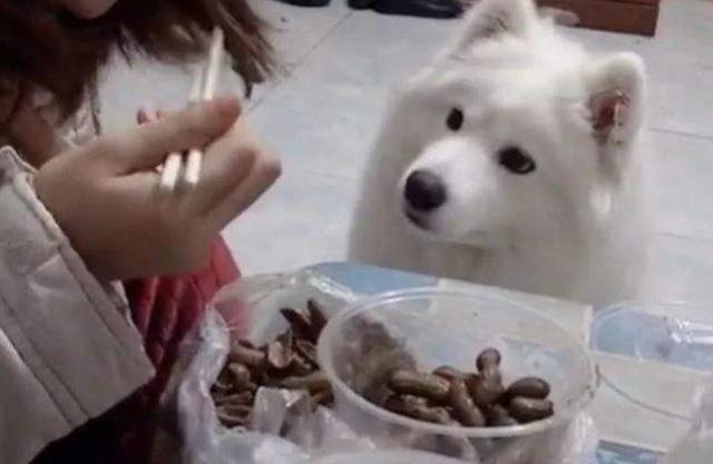 开心狗狗:为什么狗狗见到主人都很激动？很开心？