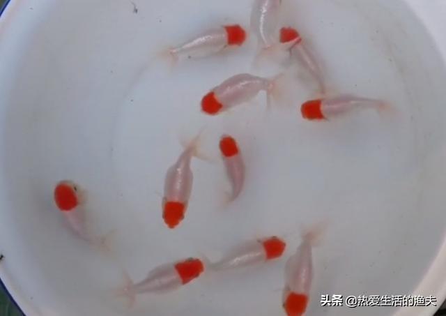 中国宠物俱乐部观赏鱼:中国传统金鱼的养殖现状如何？