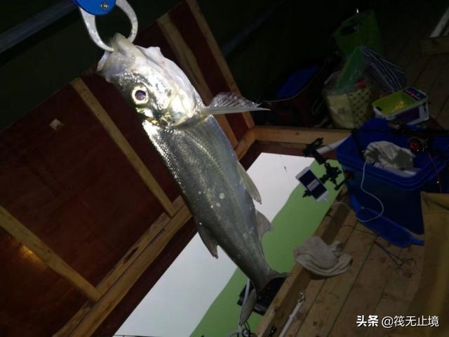 海钓活饵可以用泥鳅:筏钓中，他们挂泥鳅做钓饵，效果真的有那么好吗？