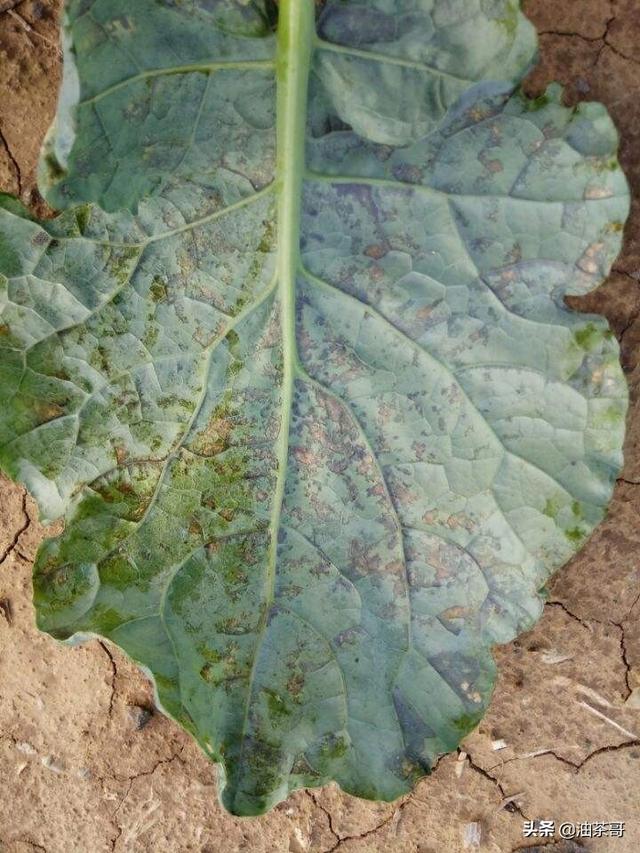 头条问答 - 西兰花种植有哪些病虫害?需要注意什么?(9个回答)