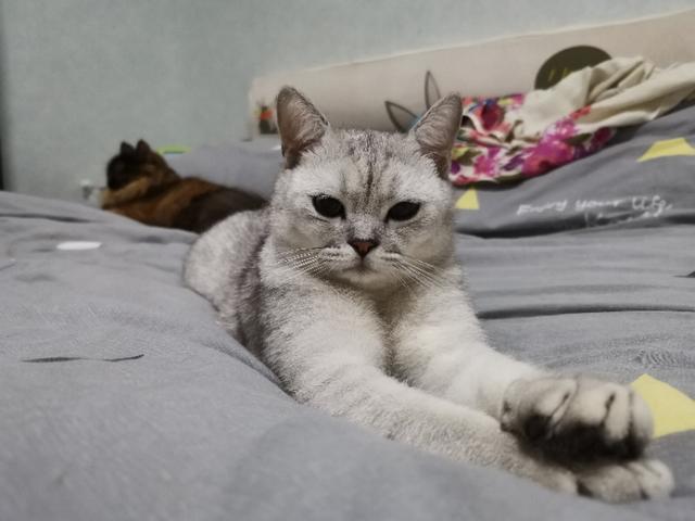 猫咪不乖的作品请:猫咪不乖的全部小说有哪些 我养了一只猫，它很不乖，很凶，我能放弃它吗？