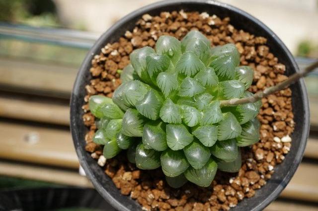 姬玉露徒长后怎么处理:多肉植物“玉露”出现徒长，应该怎样处理？