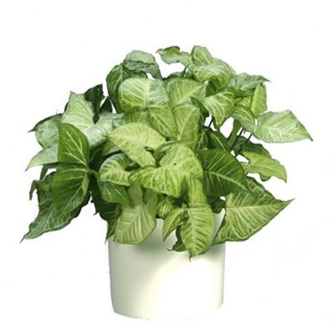 合果芋:合果芋叶片发黄并脱落，是什么原因造成的，有什么好的养护建议？