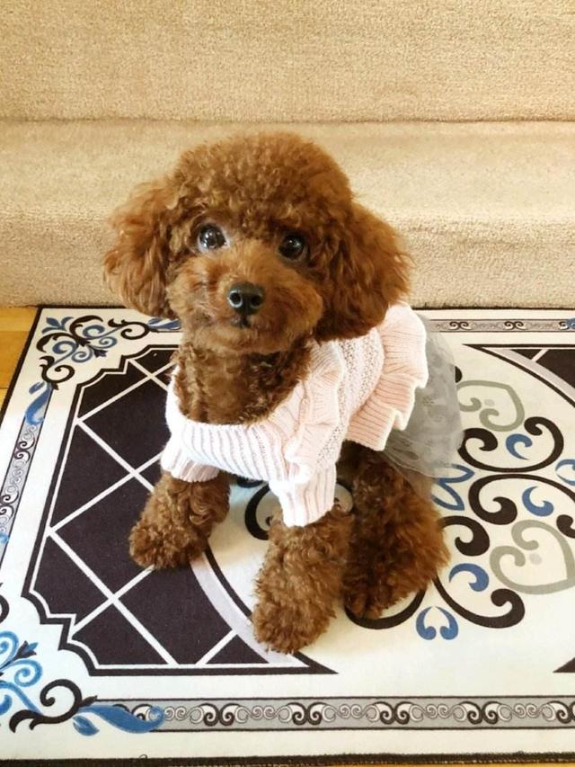 贵宾犬美容:贵宾跟泰迪的区别是什么？ 贵宾犬美容造型