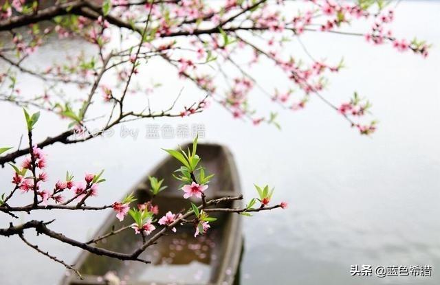 今年桃花开的图片-漫山遍野桃花开的图片