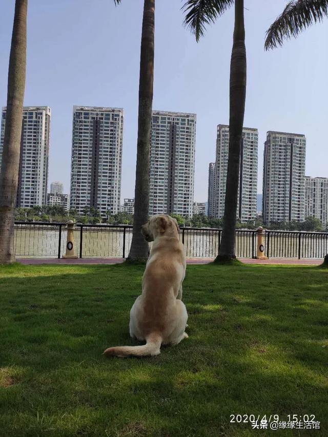 养条狗搞我:我养了一只狗会咬人，想把它送人，以后狗咬人我还有责任吗？