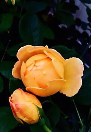 最香的几款月季品种是什么？插图95