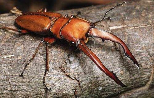 最贵鹿角虫:世界上最贵的昆虫是什么？