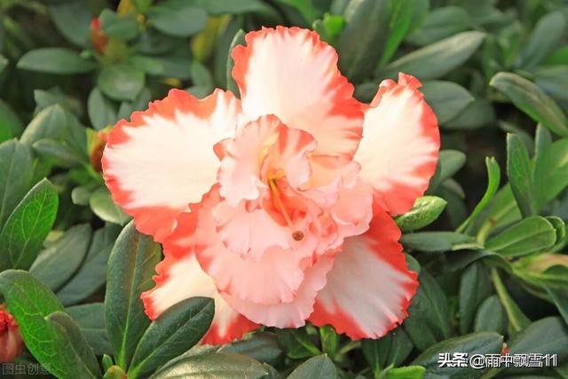 杜鹃花枯了是不是养不活了（杜鹃开花后叶子枯萎了）