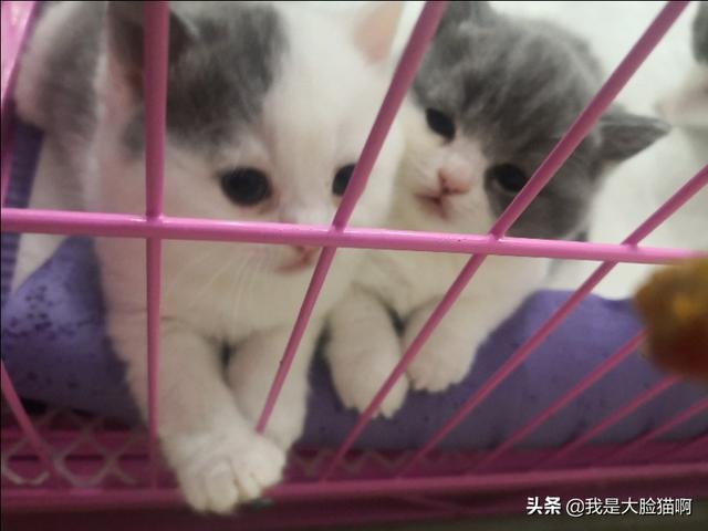 新手养猫，新手养猫暹罗猫英短和美短哪种猫更适合呢