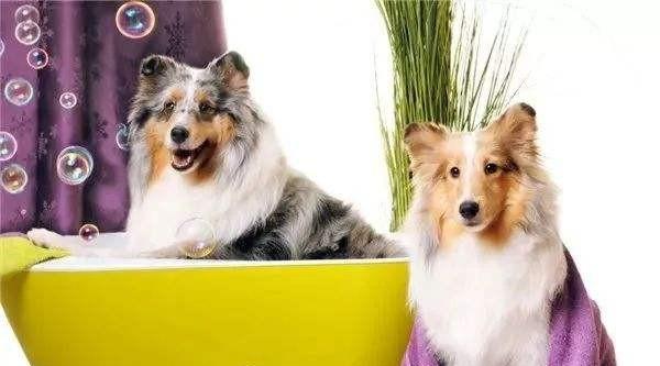 狗狗冲冲冲免费下载:泰迪犬不听话了，有什么办法让它更加服从吗？