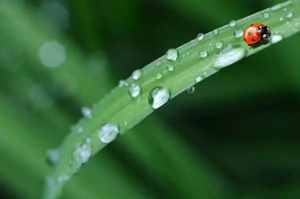 雨水节气黑板报内容摘选