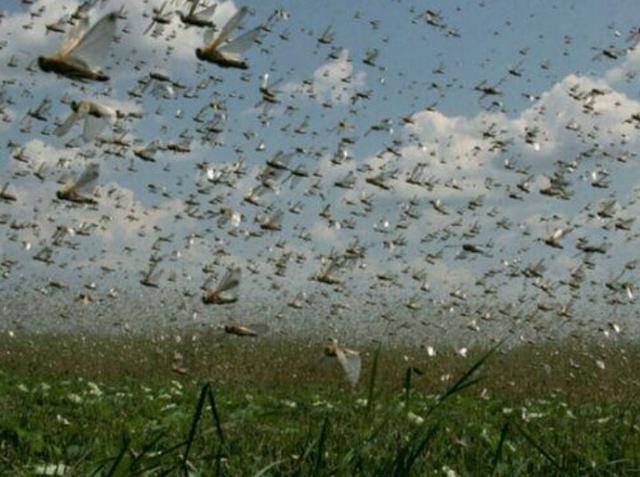 如何治理蝗虫，建国以来，中国的蝗灾是怎么被消灭的？